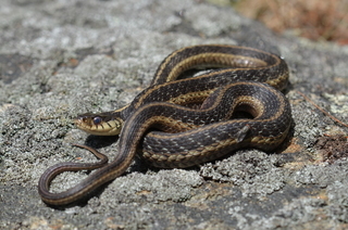 Thamnophis sirtalis, Eastern Garter Snake