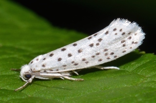 Yponomeuta multipunctella, American Ermine Moth