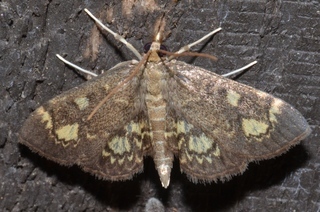 Anania tertialis, Crowned Phlyctaenia Moth