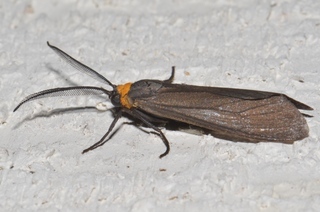 Cisseps fulvicollis, Yellow-collared Scape Moth