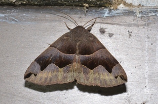 Gondysia smithii, Smiths Darkwing Moth