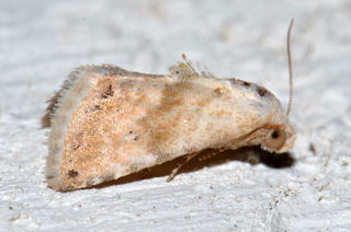 Eublemma minima, Everlasting Bud Moth