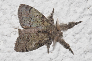 Dasychira plagiata, Northern Pine Tussock Moth
