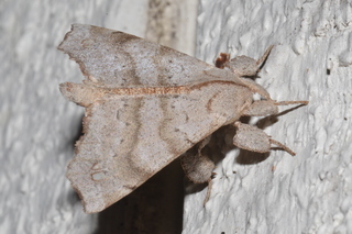 Olceclostera angelica, Angel Moth
