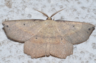 Euchlaena obtusaria, Obtuse Euchlaena Moth