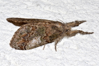 Dasychira meridionalis, Southern Tussock Moth, green form