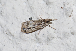 Eudonia strigalis, Striped Eudonia Moth