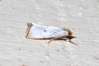 Argyria lacteella, Milky Urola Moth