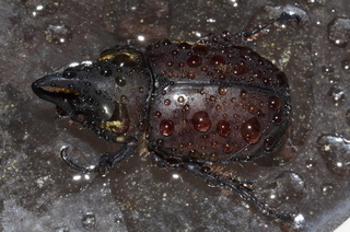 Strategus antaeus, Ox Beetle