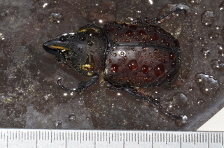 Strategus antaeus, Ox Beetle