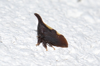 Enchenopa binotata, Two-marked Treehopper