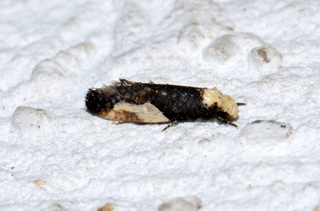 Monopis longella, Pavlovskis Monopis Moth