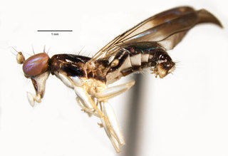 Aulacigaster ecuadoriensis, lateral view of body