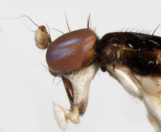 Aulacigaster ecuadoriensis, lateral view of head and part of thorax
