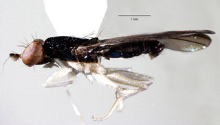 Aulacigaster melanoleuca, lateral view