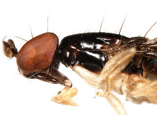 Aulacigaster melanoleuca, lateral view of head and thorax