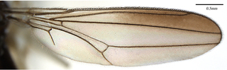 Aulacigaster melanoleuca, wing