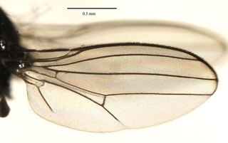 Aulacigaster neoleucopeza, wing
