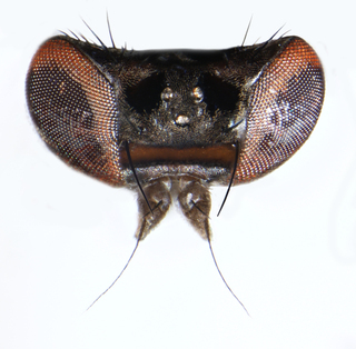 Aulacigaster pappi, lateral view of body