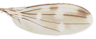 Curiosimusca orientalis, wing
