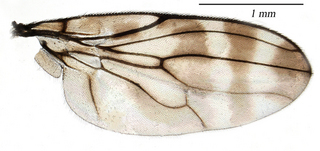 Periscelis fasciata, wing