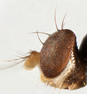 Periscelis occidentalis, lateral view of head