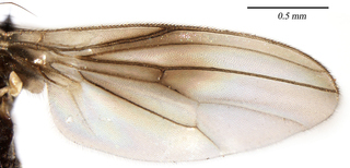 Periscelis occidentalis, wing