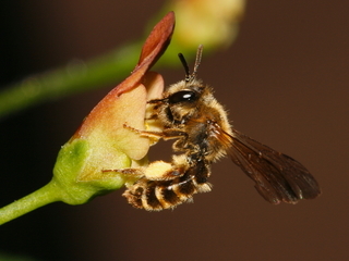 Andrena auricoma, female