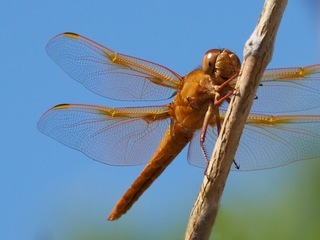 Libellula saturata, Flame Skimmer Dragonfly