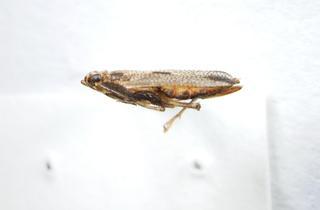 Copicerus irroratus LV - 0018