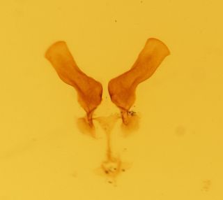 Syndelphax fallax Muir, 1926