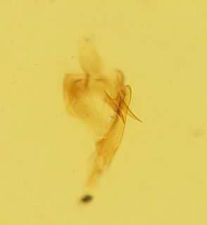Syndelphax fallax Muir, 1926