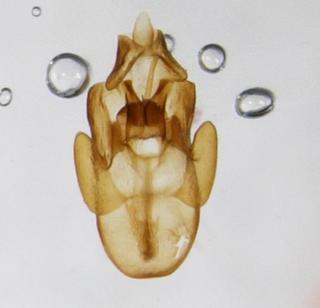 Megamelus distinctus pygofer caudal 0009