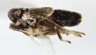 Pissonotus albovenosus LV 0003
