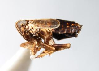 Ribautodelphax albostriata LV 0032
