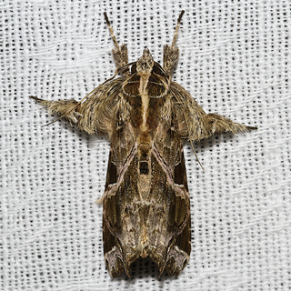 Callopistria floridensis, Florida Fern Moth