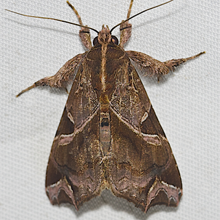 Callopistria floridensis, Florida Fern Moth, 
