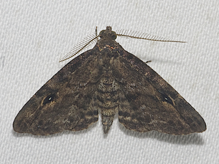 Melanomma auricinctaria, Gold-lined Melanomma Moth