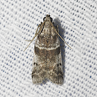 Amyelois transitella, Navel Orangeworm Moth