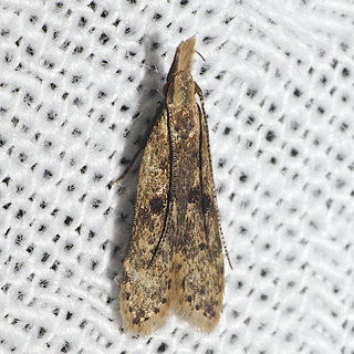 Dichomeris punctipennella, Many-spotted Dichomeris Moth