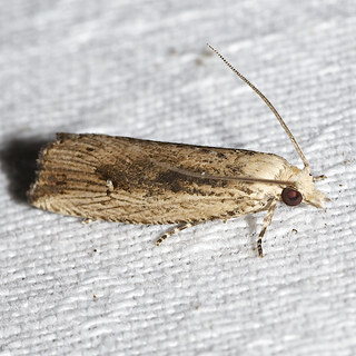 Bactra verutana - Javelin Moth -- Discover Life