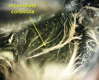 Andrena commoda, female, incomp corbicula label