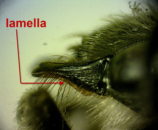 Andrena commoda, female, mandible lamella