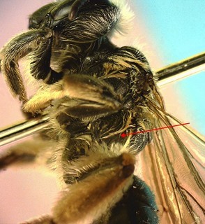 Andrena commoda, female. incomplete corbicula arrow