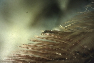 Eucera hamata, female, hooked tibial spur