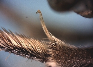 Eucera hamata, male, hooked tibial spur