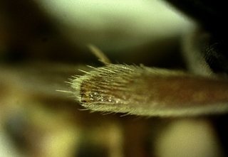 Nomada denticulata, male, 171248, L hind tibia setae