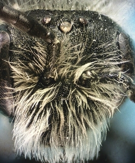Andrena imitatrix M, 171266 face closeup