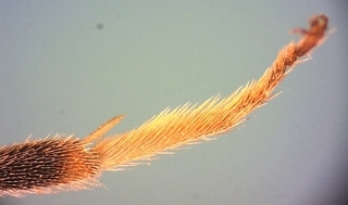 Augochlorella persimilis male, hind basitarsus