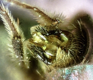 Andrena personata, male 155909, dorsal genitalia